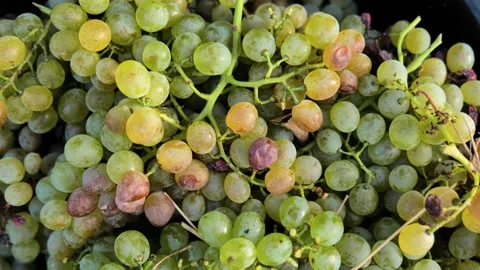 Footages of Grapes Stock Footage 324682784