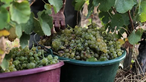 Footages of Grapes Stock Footage 324682789