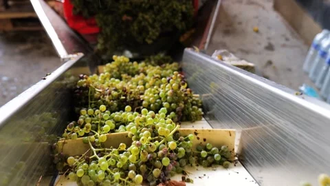 Footages of Grapes Stock Footage 324682791