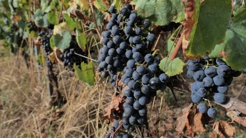 Footages of Grapes Stock Footage 324682792