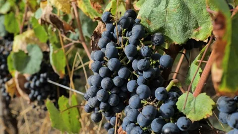 Footages of Grapes Stock Footage 324682795