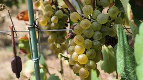 Footages of Grapes Stock Footage 324682797