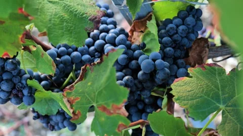 Footages of Grapes Stock Footage 324682804