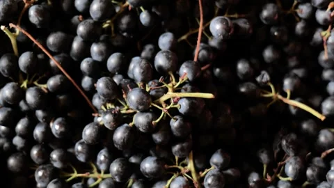Footages of Grapes Stock Footage 324682805