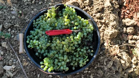 Footages of Grapes Stock Footage 324682826