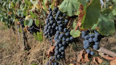 Footages of Grapes Stock Footage 324682832