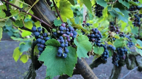 Footages of Grapes Stock Footage 324682834