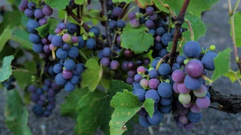 Footages of Grapes Stock Footage 324682835