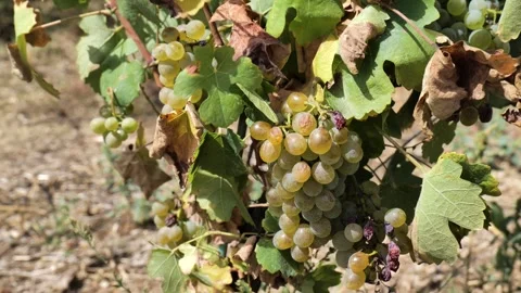 Footages of Grapes Stock Footage 324682837