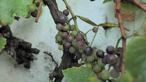 Footages of Grapes Stock Footage 324682848