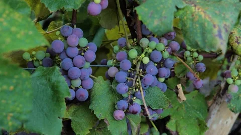 Footages of Grapes Stock Footage 324682849