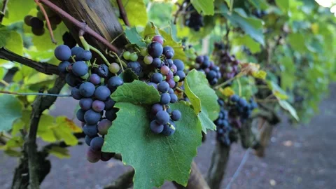 Footages of Grapes Stock Footage 324682850