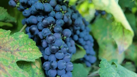 Footages of Grapes Stock Footage 324682851