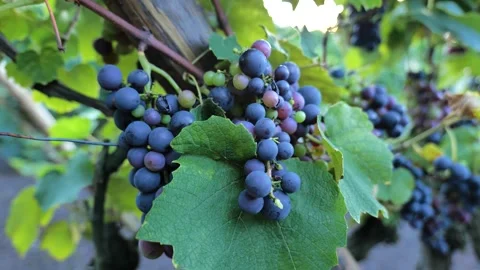 Footages of Grapes Stock Footage 324682852