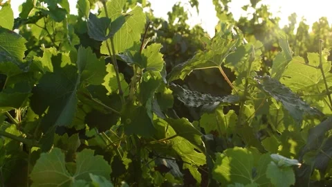 Footages of Grapes Stock Footage 324682856