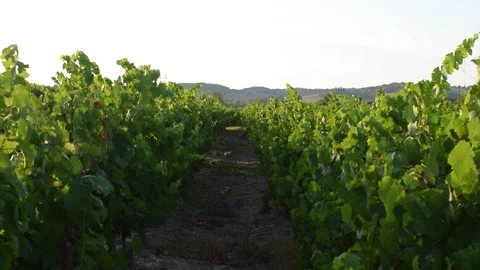 Footages of Grapes Stock Footage 324682857