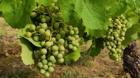 Footages of Grapes Stock Footage 324682859