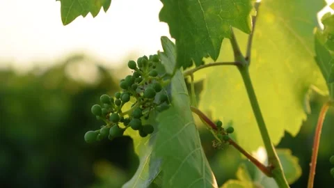 Footages of Grapes Stock Footage 324682860