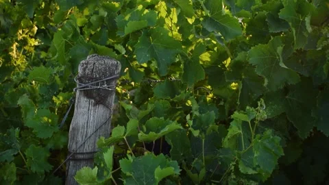 Footages of Grapes Stock Footage 324682861