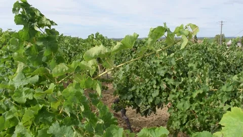 Footages of Grapes Stock Footage 324682863