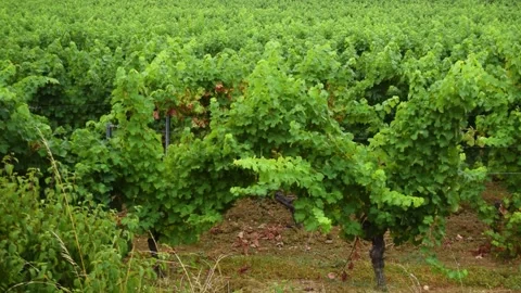 Footages of Grapes Stock Footage 324682870