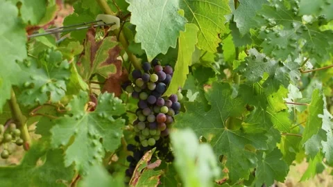 Footages of Grapes Stock Footage 324682872