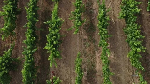 Footages of Grapes Stock Footage 324682873