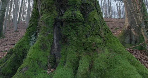 Footages of an old, mossy beech in the forest in central Europe, tilt down, 4k Stock Footage 121958121