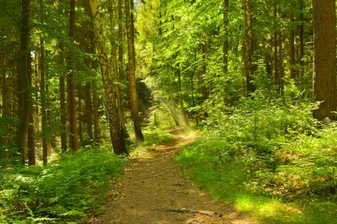 Footbath in summer forest Stock Photos