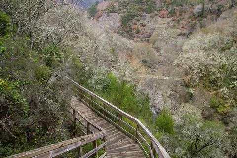 Footbridge in atlantic forest Foto stock