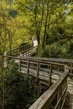 Footbridge in the forest Foto stock