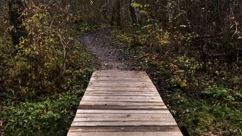 Footbridge in the middle of the forest Stock Footage 100788410