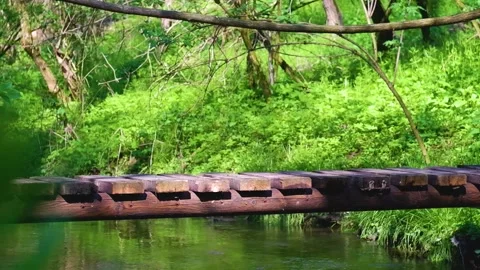 Footbridge over a stream in the forest Stock Footage 239185665