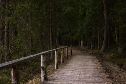 Footbridge Path Leading Deeper into the Forest, Moody Photo Stockfoto's