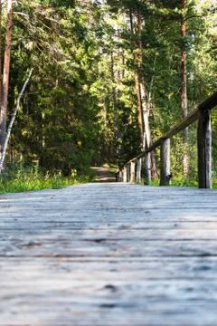 Footbridge Path Leading Deeper into the Forest, Moody Photo Stock-Fotos