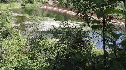 A footbridge spans a forested pond Stock Footage 40347991
