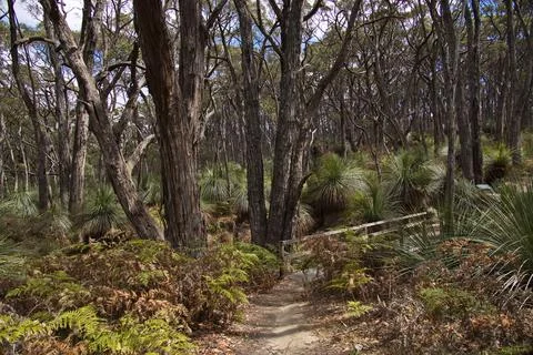 Footbridge on Stringybark Loop Walk in Deep Creek National Park, South Australia Stock Photos