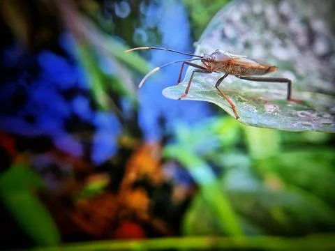 A footed bug standing on a leaf Foto stock