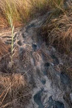 Footfall on a mud road Stock Photos