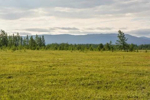 Foothill tundra. Stock Photos