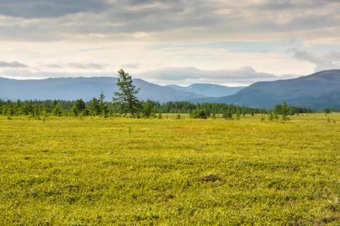 Foothill tundra. Stock Photos
