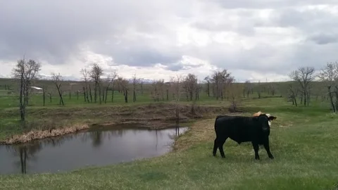 Foothills Grazing Land Stock Footage 168911461