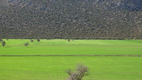 Foothills of a scrub covered hill rising above the edge of a vivid green field Stock Footage 339350620