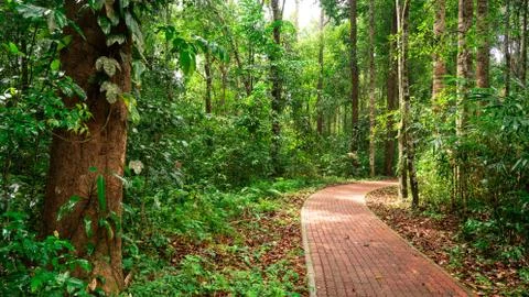 Foothpath in the jungle 스톡 사진