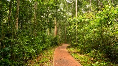 Foothpath in the jungle Stock Photos