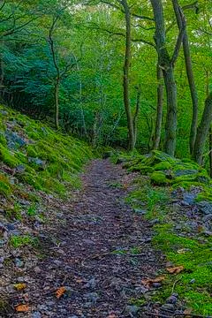 Foothpath through wild forest close to river Rhine Stock-Fotos