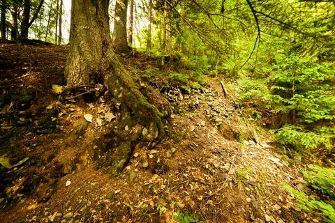 A footpath along a dirt road cut through a dense deciduous forest with trees Stock Photos