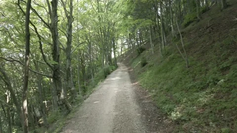 Footpath Among Beeches In Summer Stock Footage 134544532