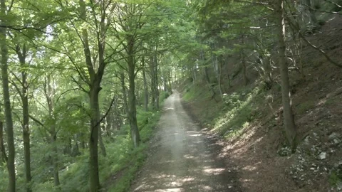 Footpath Among Beeches In Summer Video stock 134544689