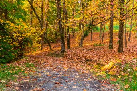 Footpath and hillside with many trees and dry leaves Stock Photos